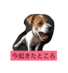 ジャックラッセル（個別スタンプ：10）