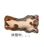 ジャックラッセル（個別スタンプ：15）