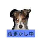 ジャックラッセル（個別スタンプ：19）