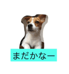 ジャックラッセル（個別スタンプ：21）