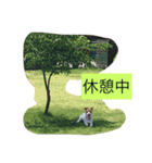 ジャックラッセル（個別スタンプ：22）
