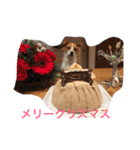 ジャックラッセル（個別スタンプ：24）