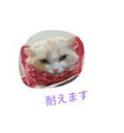 ポテくん ～実写ver～（個別スタンプ：2）