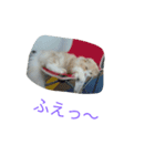 ポテくん ～実写ver～（個別スタンプ：6）