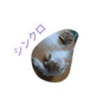 ポテくん ～実写ver～（個別スタンプ：8）