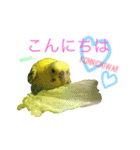 飛行戦隊セキセイ7ver.日常の挨拶編。（個別スタンプ：4）
