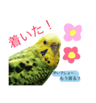飛行戦隊セキセイ7ver.日常の挨拶編。（個別スタンプ：19）