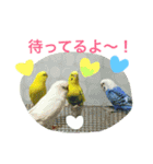 飛行戦隊セキセイ7ver.日常の挨拶編。（個別スタンプ：21）
