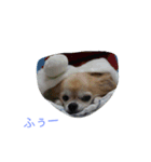 リッちゃん ～実写ver～（個別スタンプ：1）