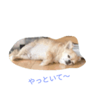 リッちゃん ～実写ver～（個別スタンプ：16）