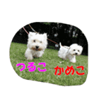 ウエスティかめつるのスタンプ（個別スタンプ：1）