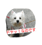ウエスティかめつるのスタンプ（個別スタンプ：5）