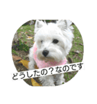 ウエスティかめつるのスタンプ（個別スタンプ：6）