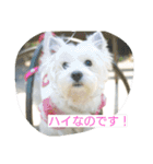 ウエスティかめつるのスタンプ（個別スタンプ：8）