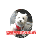 ウエスティかめつるのスタンプ（個別スタンプ：9）