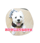 ウエスティかめつるのスタンプ（個別スタンプ：10）