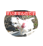 ウエスティかめつるのスタンプ（個別スタンプ：11）
