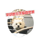 ウエスティかめつるのスタンプ（個別スタンプ：13）