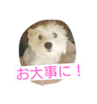 ウエスティかめつるのスタンプ（個別スタンプ：14）