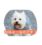 ウエスティかめつるのスタンプ（個別スタンプ：17）