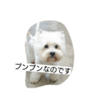 ウエスティかめつるのスタンプ（個別スタンプ：18）