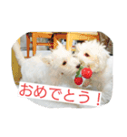ウエスティかめつるのスタンプ（個別スタンプ：19）