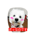 ウエスティかめつるのスタンプ（個別スタンプ：20）