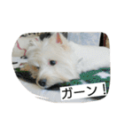ウエスティかめつるのスタンプ（個別スタンプ：22）