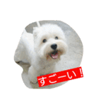 ウエスティかめつるのスタンプ（個別スタンプ：23）