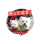 ウエスティかめつるのスタンプ（個別スタンプ：24）