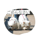 ウエスティかめつるのスタンプ（個別スタンプ：25）