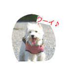 ウエスティかめつるのスタンプ（個別スタンプ：27）
