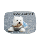 ウエスティかめつるのスタンプ（個別スタンプ：28）