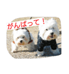 ウエスティかめつるのスタンプ（個別スタンプ：31）