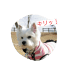 ウエスティかめつるのスタンプ（個別スタンプ：34）