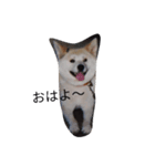 うちのフク、ムー、クロ（個別スタンプ：1）