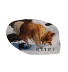 うちのフク、ムー、クロ（個別スタンプ：8）