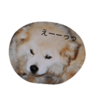 うちのフク、ムー、クロ（個別スタンプ：10）