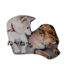 うちのフク、ムー、クロ（個別スタンプ：13）