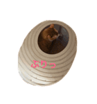 にこさんだよ（個別スタンプ：1）