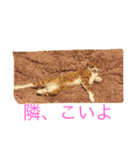 にこさんだよ（個別スタンプ：13）