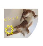 にこさんだよ（個別スタンプ：15）