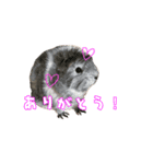 モルモットのもち＆まふ（個別スタンプ：1）