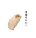 モルモットのもち＆まふ（個別スタンプ：3）