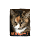 猫 写真 スタンプ（個別スタンプ：1）