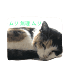 猫 写真 スタンプ（個別スタンプ：2）