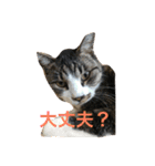 猫 写真 スタンプ（個別スタンプ：6）