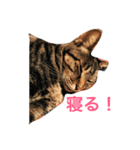 猫 写真 スタンプ（個別スタンプ：7）