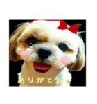 シーズー モコちゃん(日常)（個別スタンプ：3）