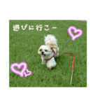 シーズー モコちゃん(日常)（個別スタンプ：8）